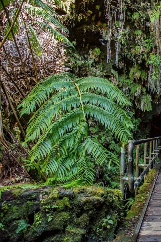 Big Island: Volcanoes, Waterfalls, & Coffee Farm Day-Trip - A Few Downsides to Consider