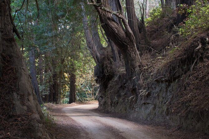 Big Sur Electric Bike Tour Along Old Coast Road - Why Choose the Big Sur Electric Bike Tour?