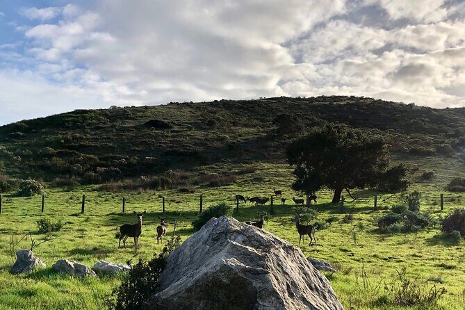 Big Sur's Old Coast Road eBike Tour - Descending into the Little Sur River Valley