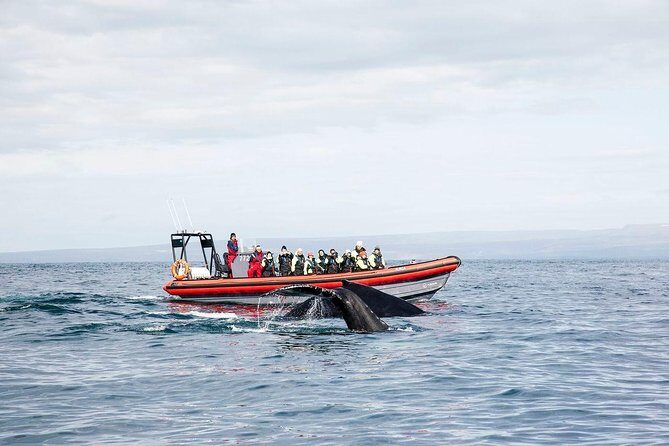 Big Whales & Puffins RIB boat tour from Húsavík - The Details: What to Expect on the Big Whales & Puffins RIB Boat Tour