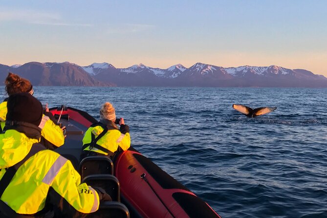Big Whales & Puffins RIB boat tour from Húsavík - Who this tour fits best