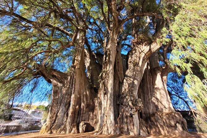 Bike Ride to the Largest Tree in the World - What Sets This Tour Apart