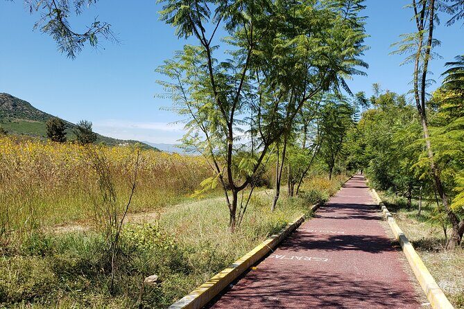 Bike Ride to the Largest Tree in the World - Pricing and Overall Value