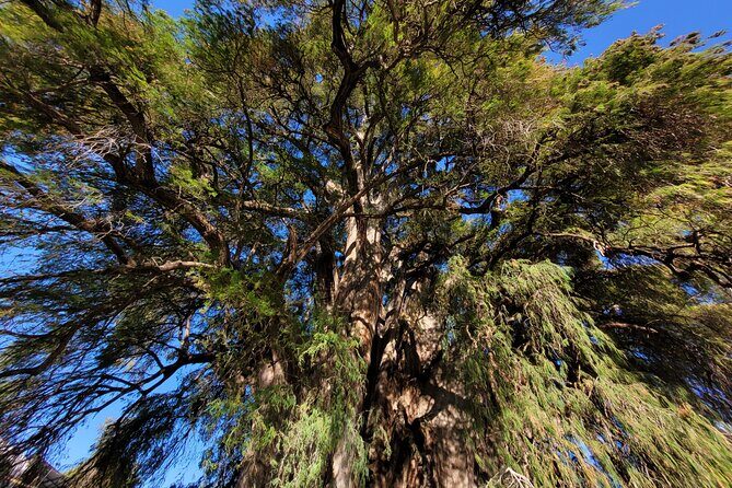 Bike Ride to the Largest Tree in the World - Final Thoughts: Is It Worth It?