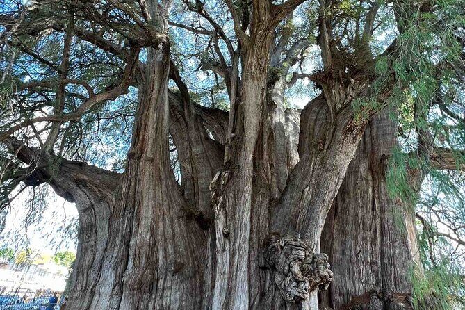 Bike tour to the Tule Tree and the Gastronomic Market - Final Thoughts: Is This Tour Right for You?