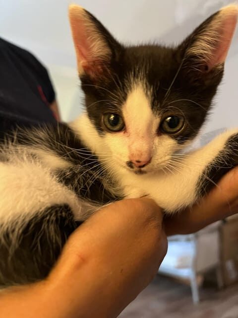 Bilbao: 1 Hour Entry Ticket to a Cat Café - Key Points