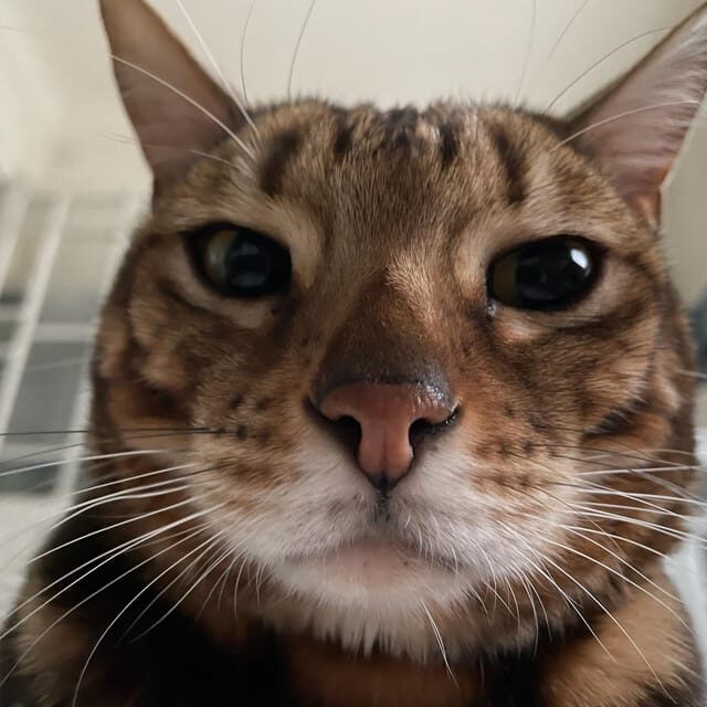 Bilbao: 1 Hour Entry Ticket to a Cat Café - What to Expect at the Bilbao Cat Café