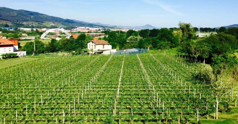 Bilbao: Guided Txacoli Wine Tasting - An Honest Look at the Experience