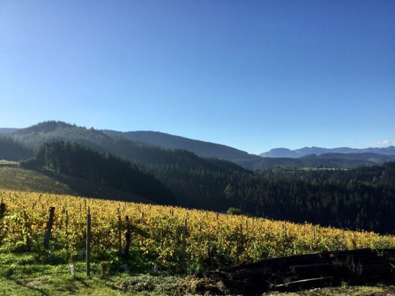 Bilbao Txakoli Wine Tour - A Deep Dive into the Bilbao Txakoli Wine Tour Experience