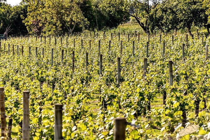 Bilbao Txakoli Wine Tour - Key Points