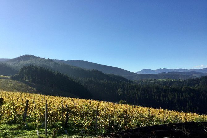 Bilbao Txakoli Wine Tour - Price and Value: Is It Worth It?