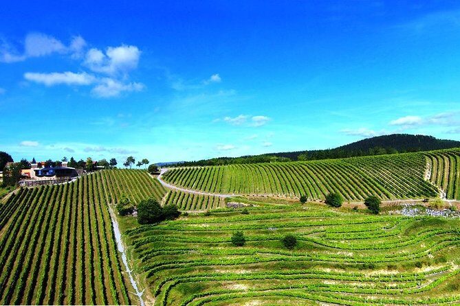 Bilbao Txakoli Wine Tour - Who Will Love This Tour?