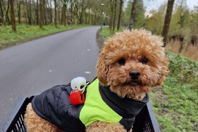 Bill's Bike Tour Amsterdam - Culture, Liberalism & Tolerance - Who Should Book This Tour?