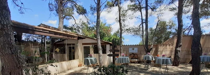 Binissalem: Individual vineyard tour and wine tasting in German - An Up-Cclose Look at Binissalem’s Boutique Wine Tour