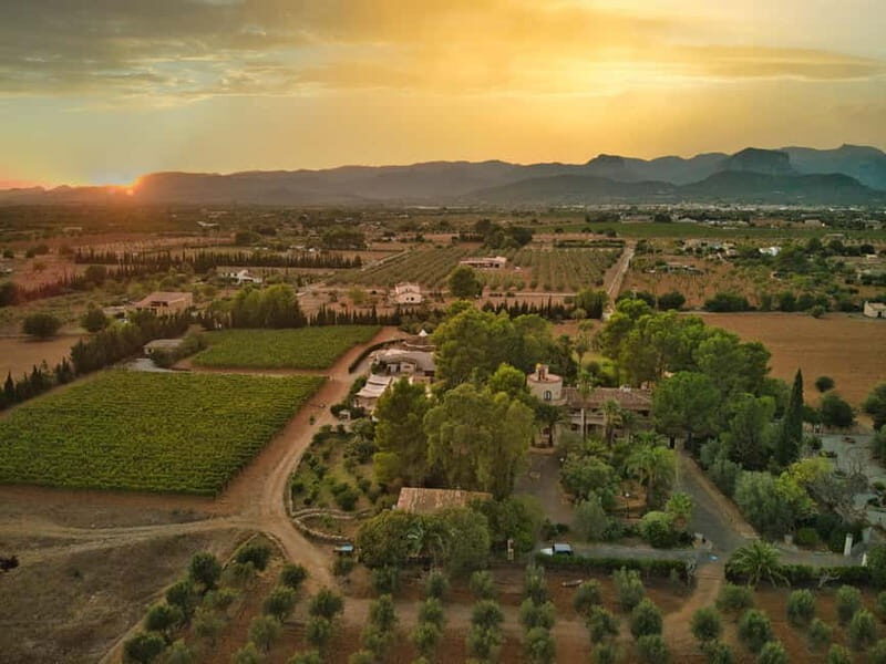 Binissalem: Individual vineyard tour and wine tasting in German - The Final Word