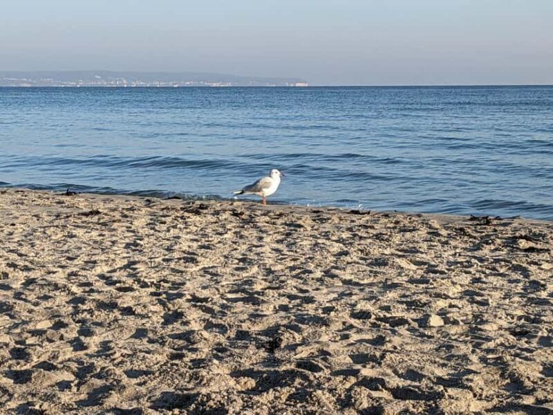 Binz: Guided city tour with sea buckthorn juice - Key Points