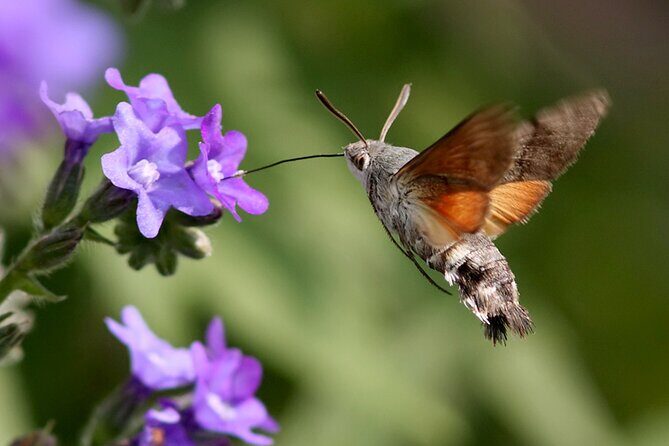 Biokovo Skywalk - FAQ