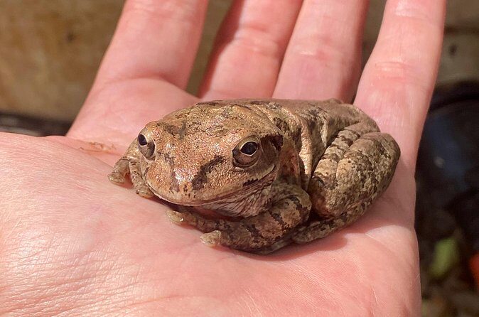 Biologist led Jungle Hike in Sayulita: Explore Natikari Reserve - Practical Details and Tips