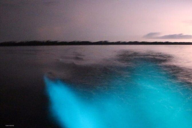 Bioluminescent Night Tour - Who Should Consider This Tour?