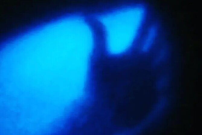 Bioluminescent Night Tour - Final Thoughts