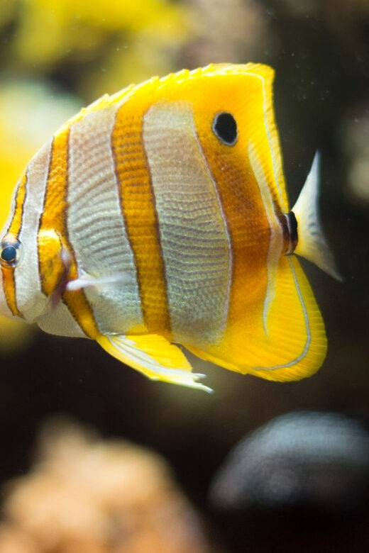 Bioparc Aquarium of Gijon Entry Ticket - Exploring the Gijón Aquarium: What You Can Expect