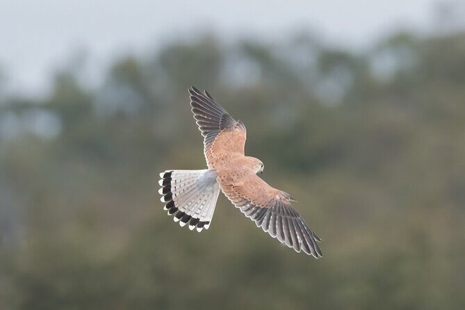 Bird watching and photography around Bathurst, Australia - The Reality of Bird Watching Around Bathurst
