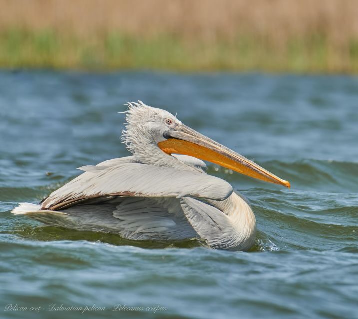 Bird Watching and Photography Private Tour near Constanta - FAQs