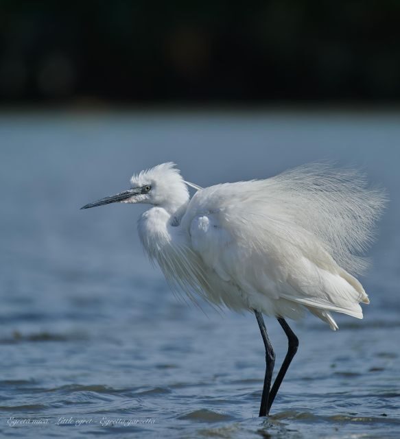 Bird Watching and Photography Private Tour near Constanta - Final Verdict