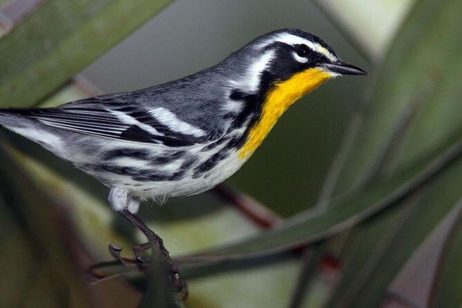 Bird watching ecofriendly tour from Cancun & Riviera Maya - Exploring the Bird-Watching Ecofriendly Tour from Cancun & Riviera Maya