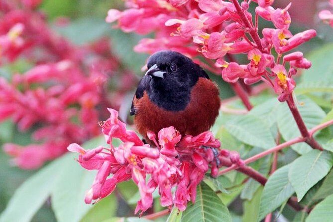 Bird watching ecofriendly tour from Cancun & Riviera Maya - Final Thoughts