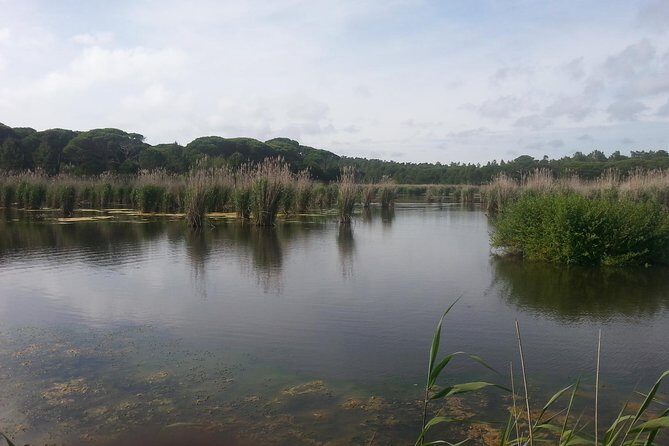 Bird Watching in Albufeira Lagoon - An In-Depth Look at the Bird Watching Tour