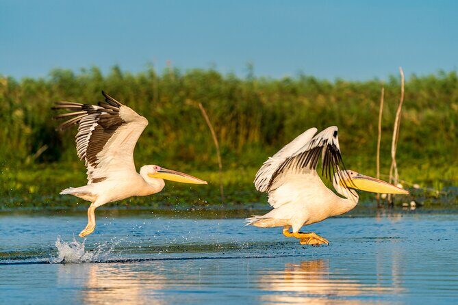Bird watching in Danube Delta - Private day tour from Bucharest - Key Points