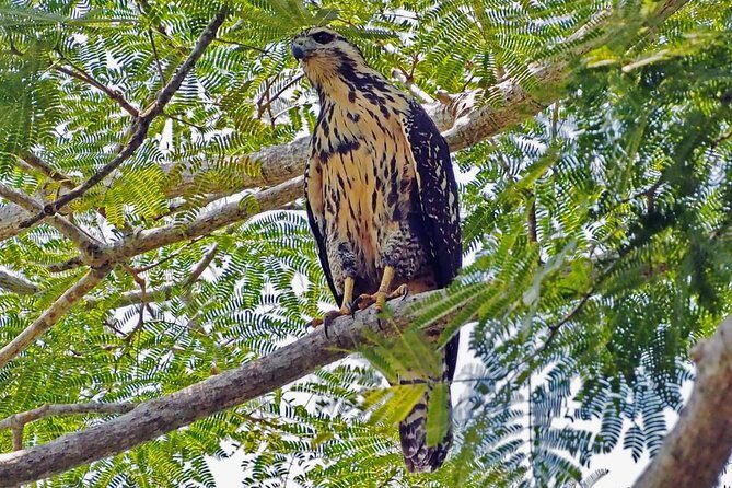 Bird watching in La Mancha - Exploring the La Mancha Ecological Reserve