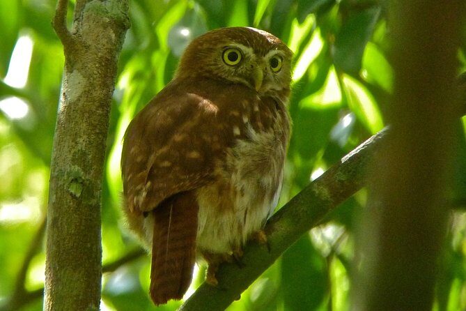 Bird Watching in Sian Ka´an Muyil - Key Points
