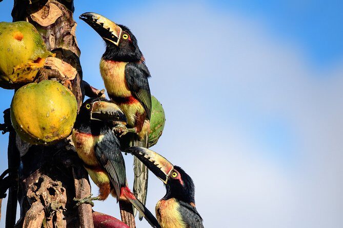 Bird Watching in Sian Ka´an Muyil - Who Is This Tour Best For?