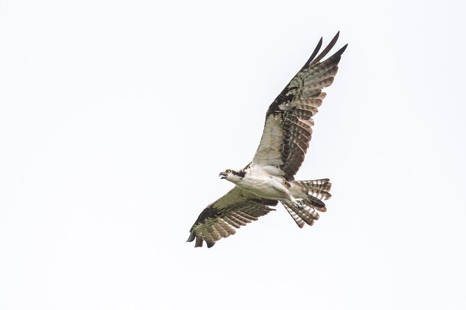 Bird Watching Mazatlán - Birding Tour - What Makes This Tour Stand Out?