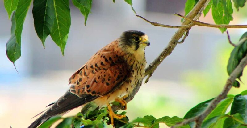 Bird Watching The Raptors - Final Thoughts