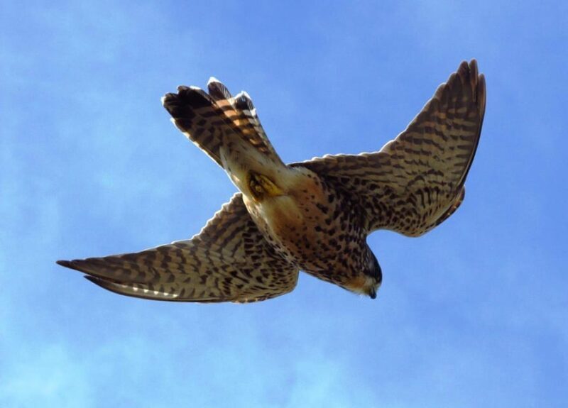 Bird Watching The Raptors - FAQs