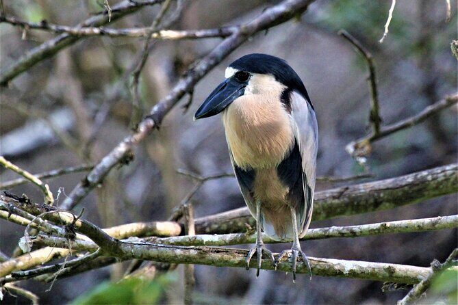 Bird Watching Tour Huatulco HT - Deep Dive into the Bird Watching Experience in Huatulco