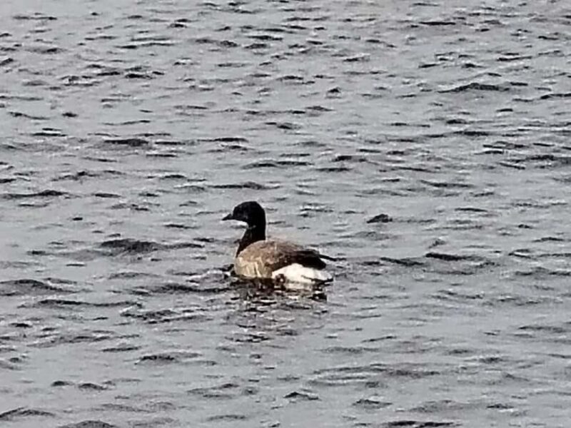 Bird Watching tour in Natural Park near Riga (Latvia) - An Introduction to the Experience