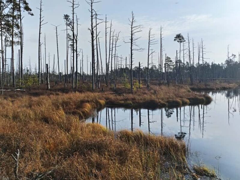 Bird Watching tour in Natural Park near Riga (Latvia) - What You Can Expect in Terms of Bird Species