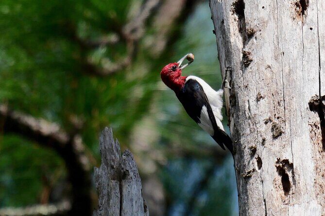 Birding and Wildlife Tour of Florida's Treasure Coast - FAQs