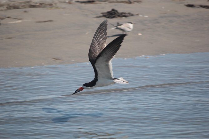 Birding By Boat on the Osprey - Key Points