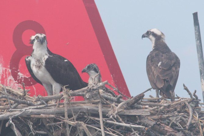Birding By Boat on the Osprey - What to Expect on the Tour
