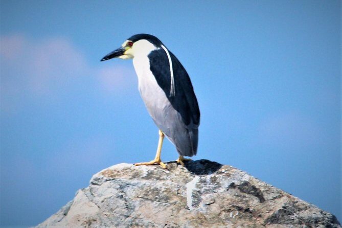 Birding By Boat on the Osprey - Who Is This Tour For?