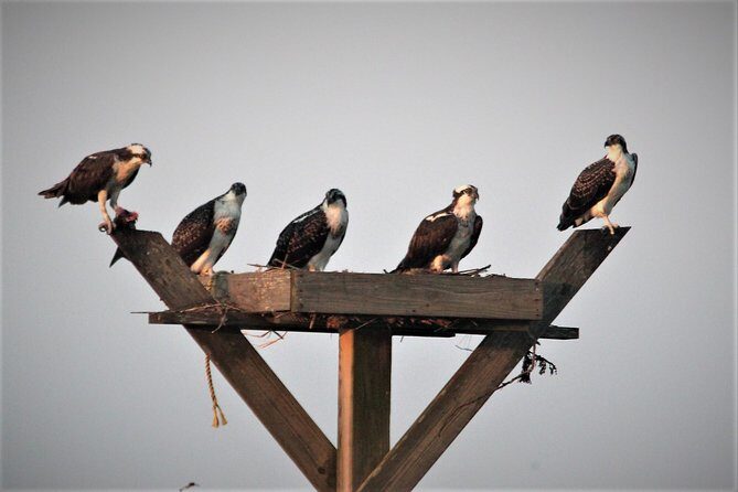Birding By Boat on the Osprey - FAQs
