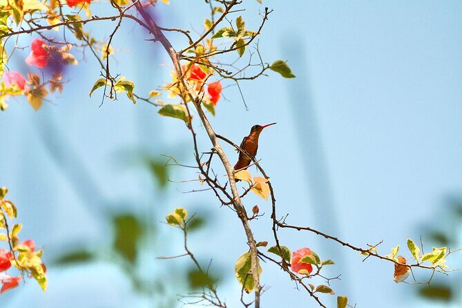 Birding for beginners - What to Expect from the Birding Tour in Sayulita
