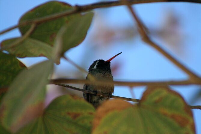 Birding San Jose Estuary Los Cabos Mexico - The Estuary and Beyond: A Natural Treasure