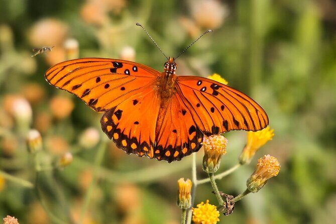 Birding San Jose Estuary Los Cabos Mexico - Final Thoughts