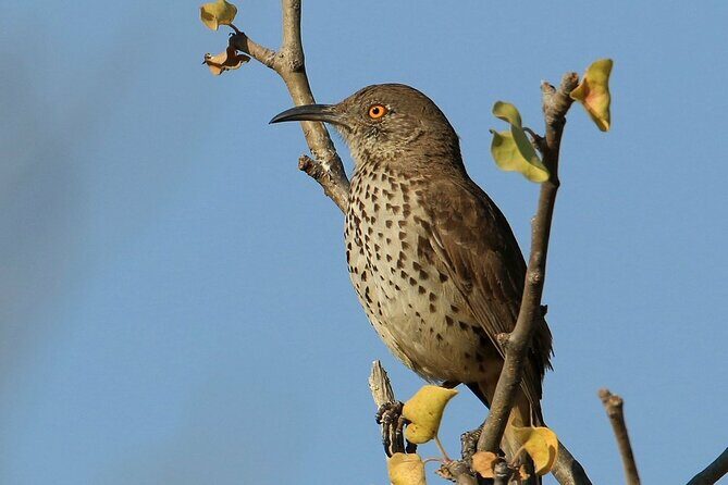 Birding San Jose Estuary Los Cabos Mexico - FAQ